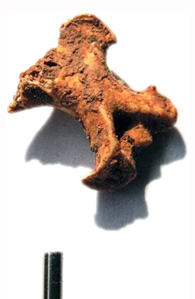 Cardioceras on wikimedia