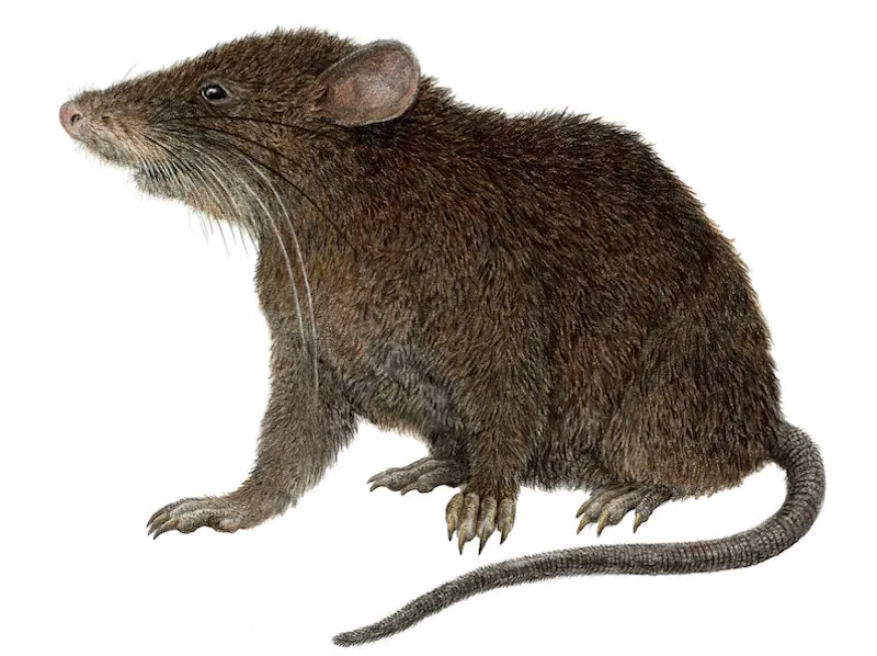 Image from MindaNews