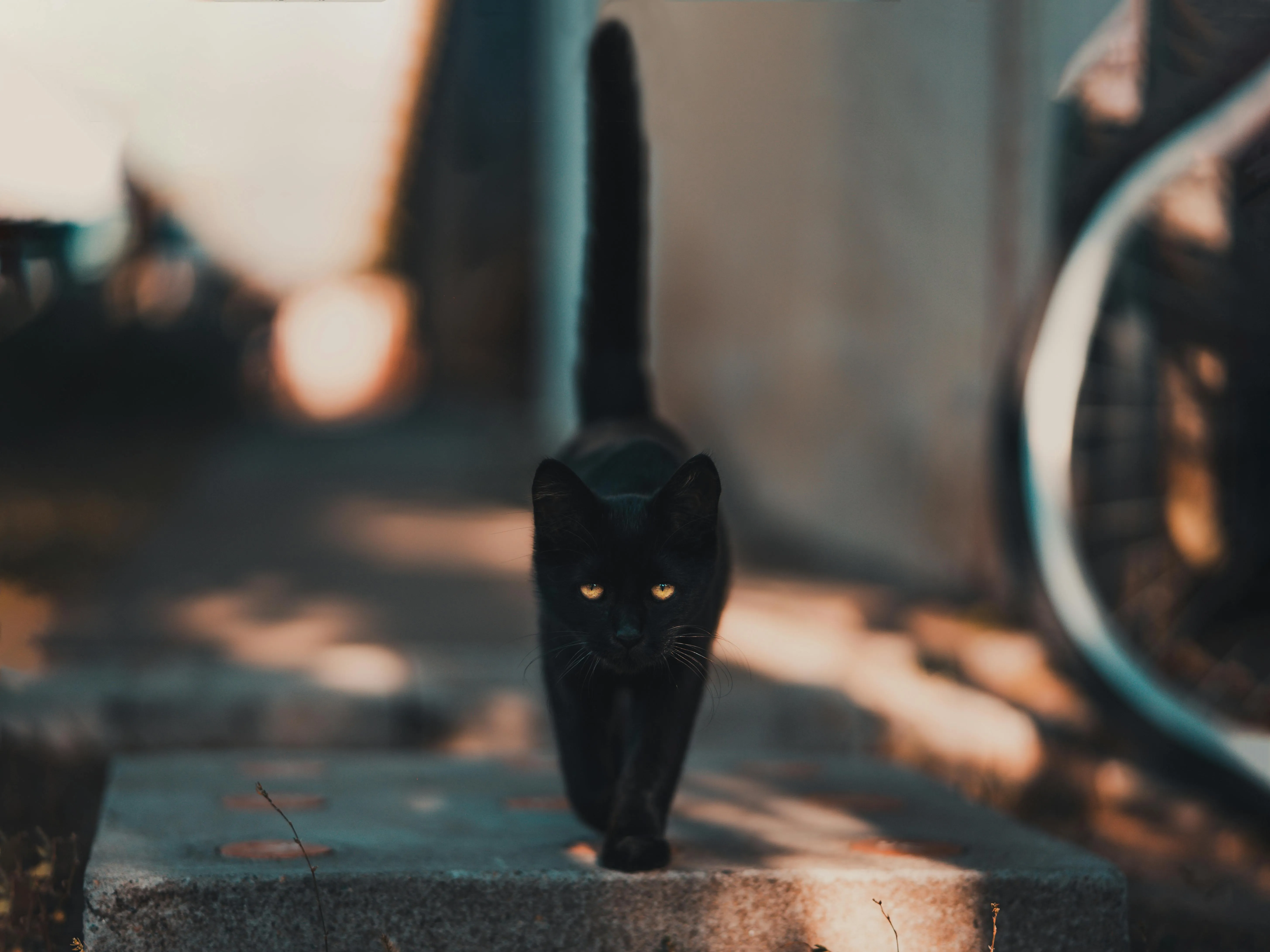 David Bartus on Pexels