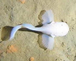 Image from Integrative Organismal Biology