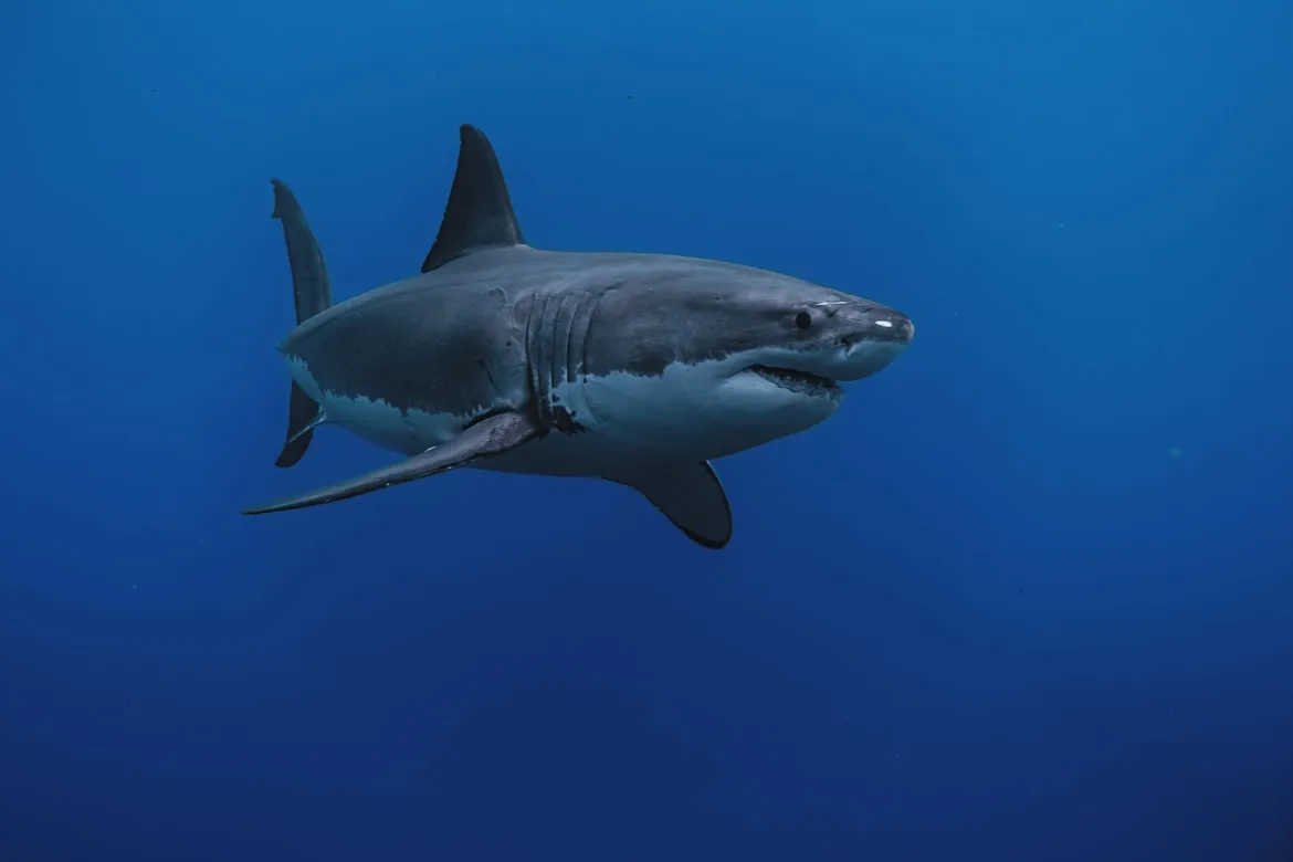 Gerald Schömbs on Unsplash