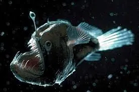 Image from Monterey Bay Aquarium