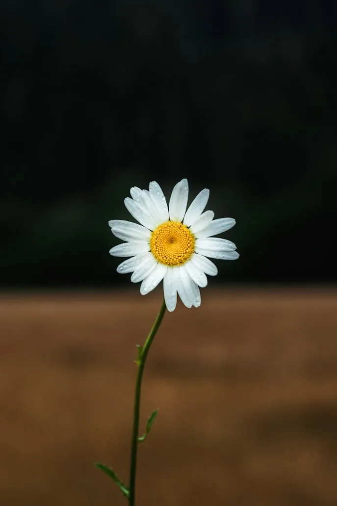 Tobias Rademacher from Unsplash