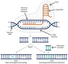 Image from Iota Sciences