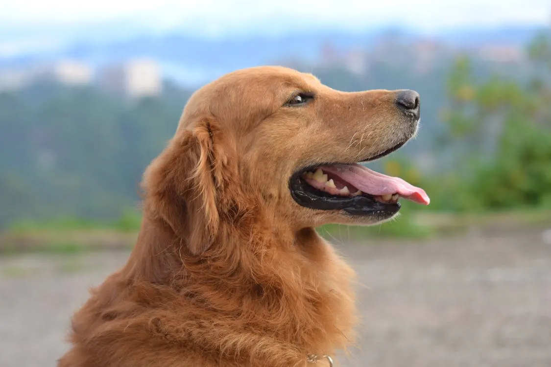 13 Morning Habits of the Healthiest Dogs in America