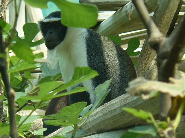 Altaipanther on Wikimedia