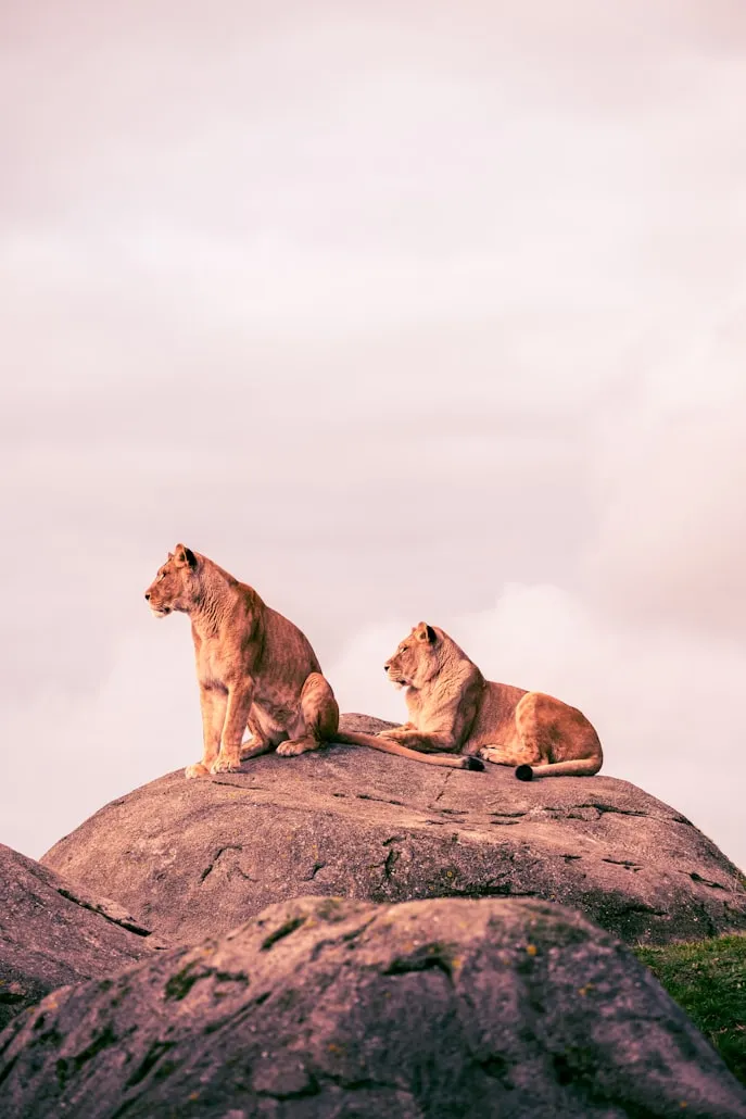 Bro Takes Photos on Unsplash