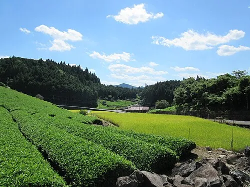 Image from Wikipedia