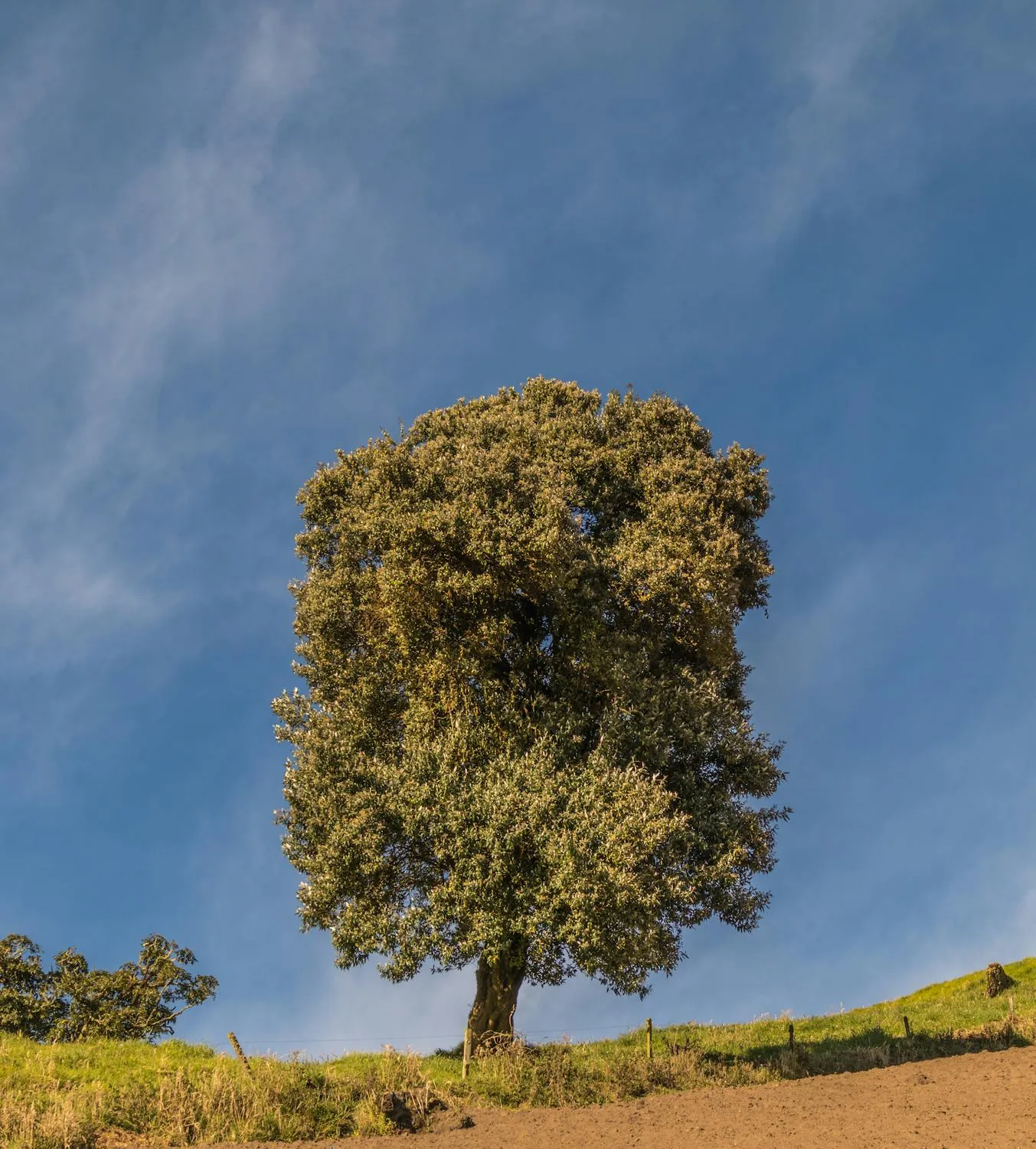 Jean Paul Montanaro on Pexels