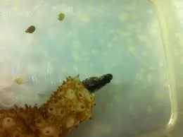 Image from Smithsonian Ocean