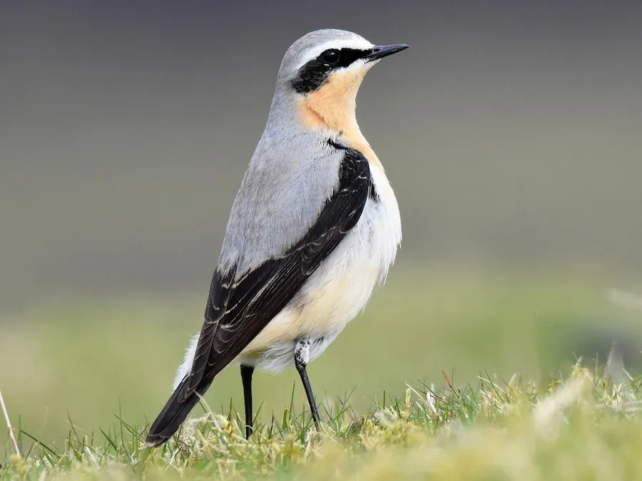 Image from eBird