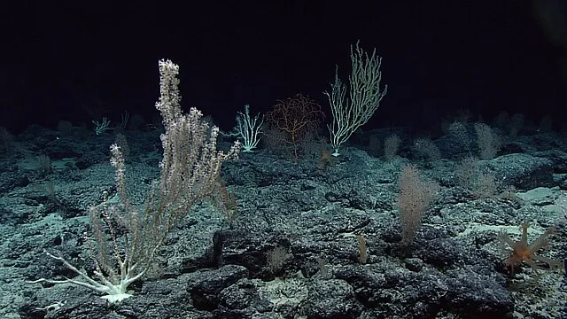 NOAA Office of Ocean Exploration and Research, Deep-Sea Symphony: Exploring the Musicians Seamounts on wikimedia
