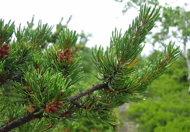 Keith Kanoti, Maine Forest Service, USA on Wikimedia Commons