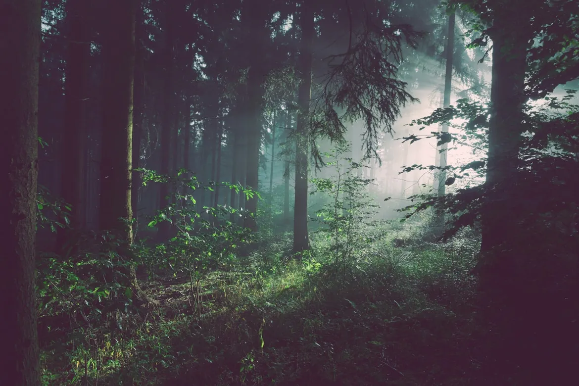 Sebastian Unrau from Unsplash