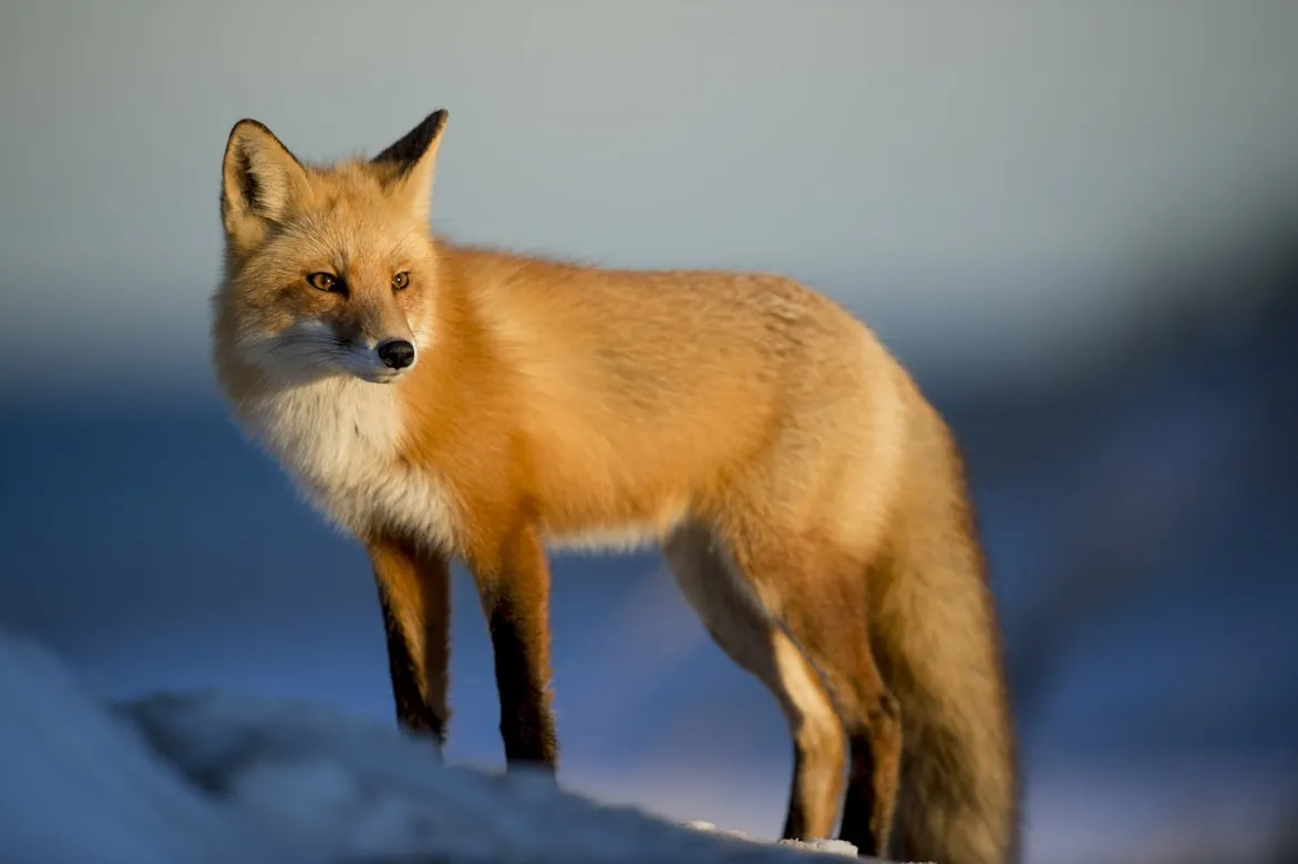 15 Animals Known for Adaptability