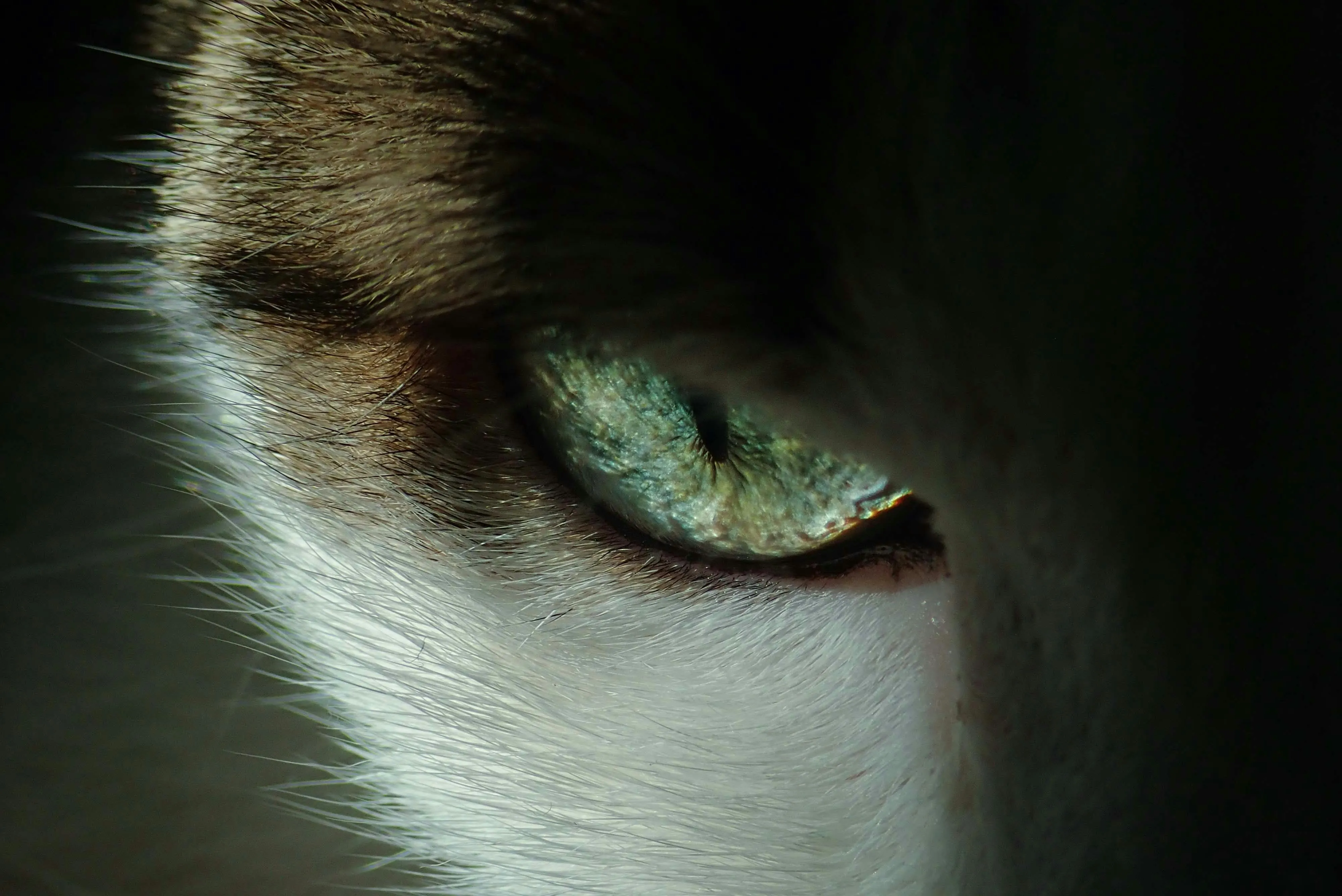 10 Physical Traits Shared Across Species
