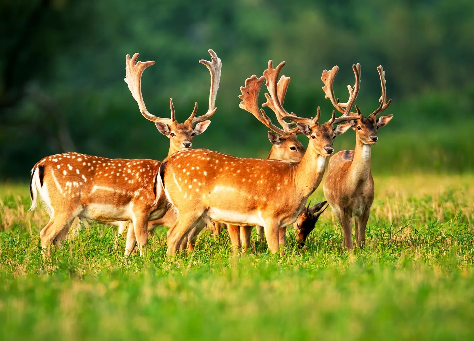 Image from Britannica