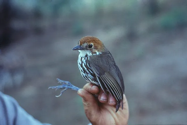Aves y Conservación/NBII Image Gallery on wikimedia