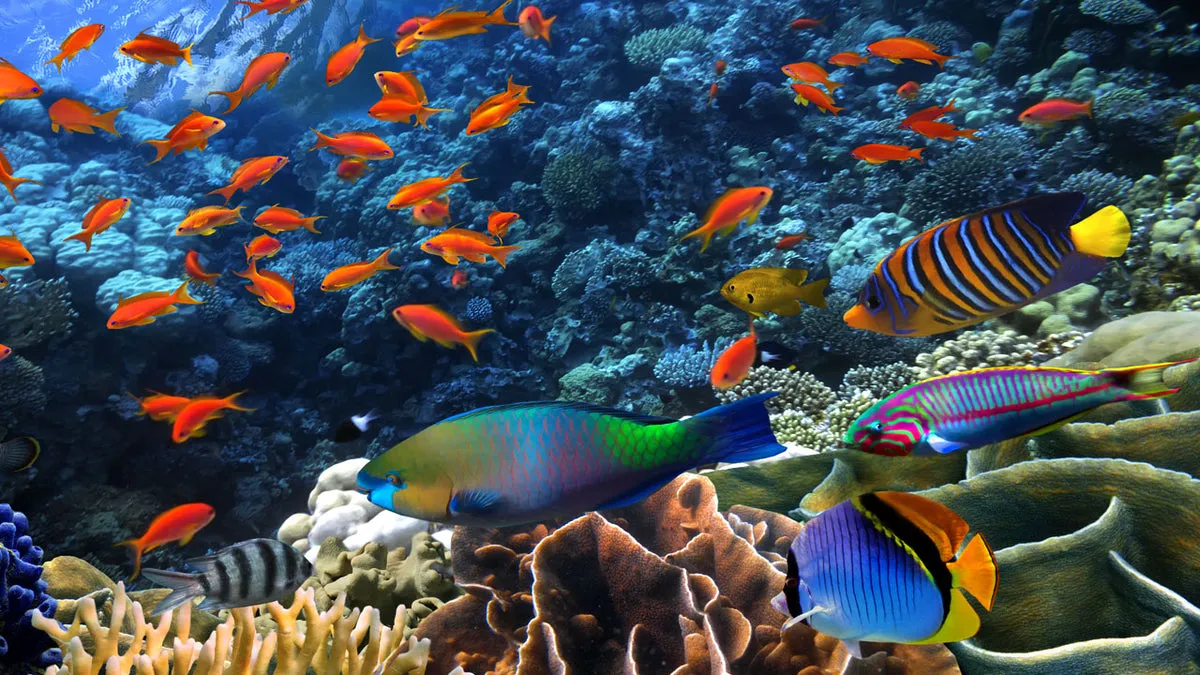 Image from dipndive
