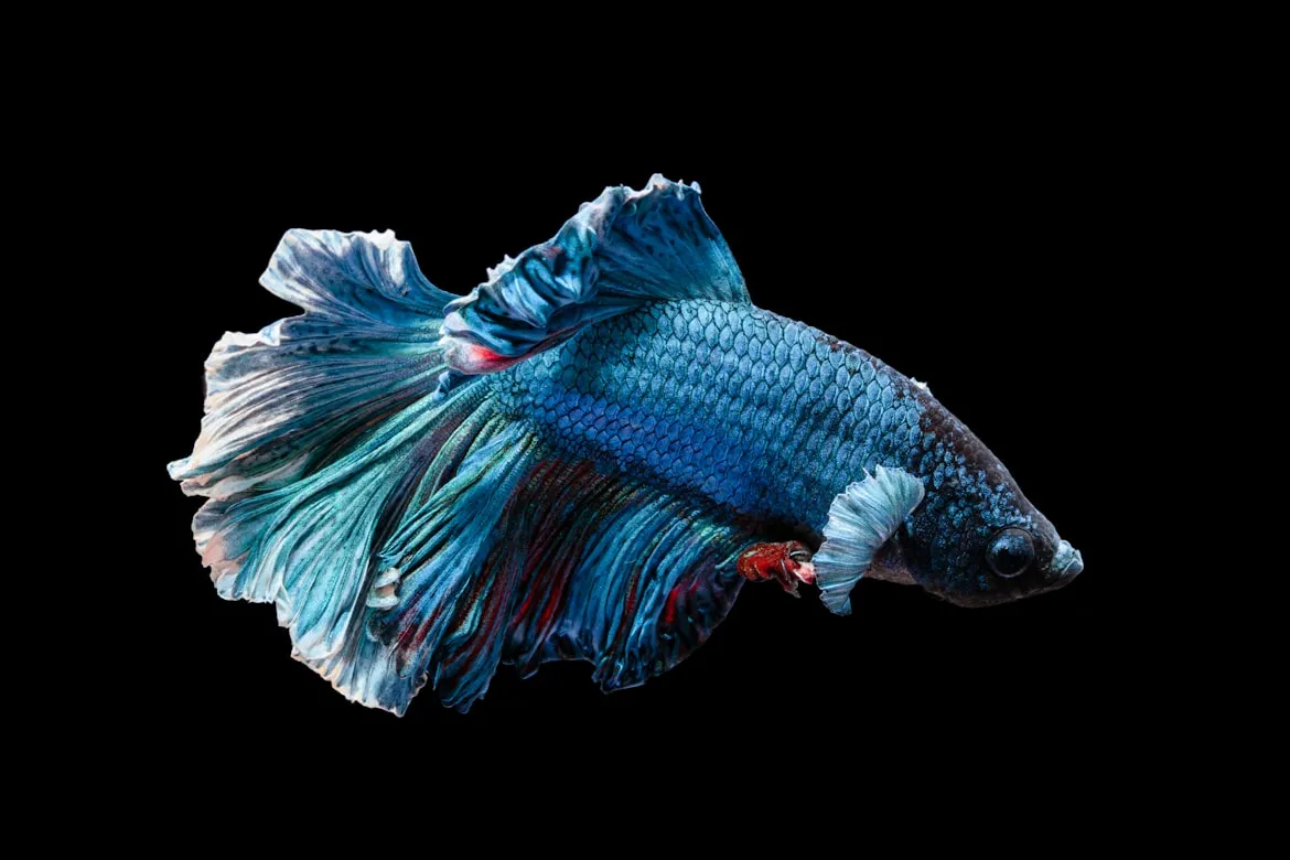 Kyaw Tun on Unsplash