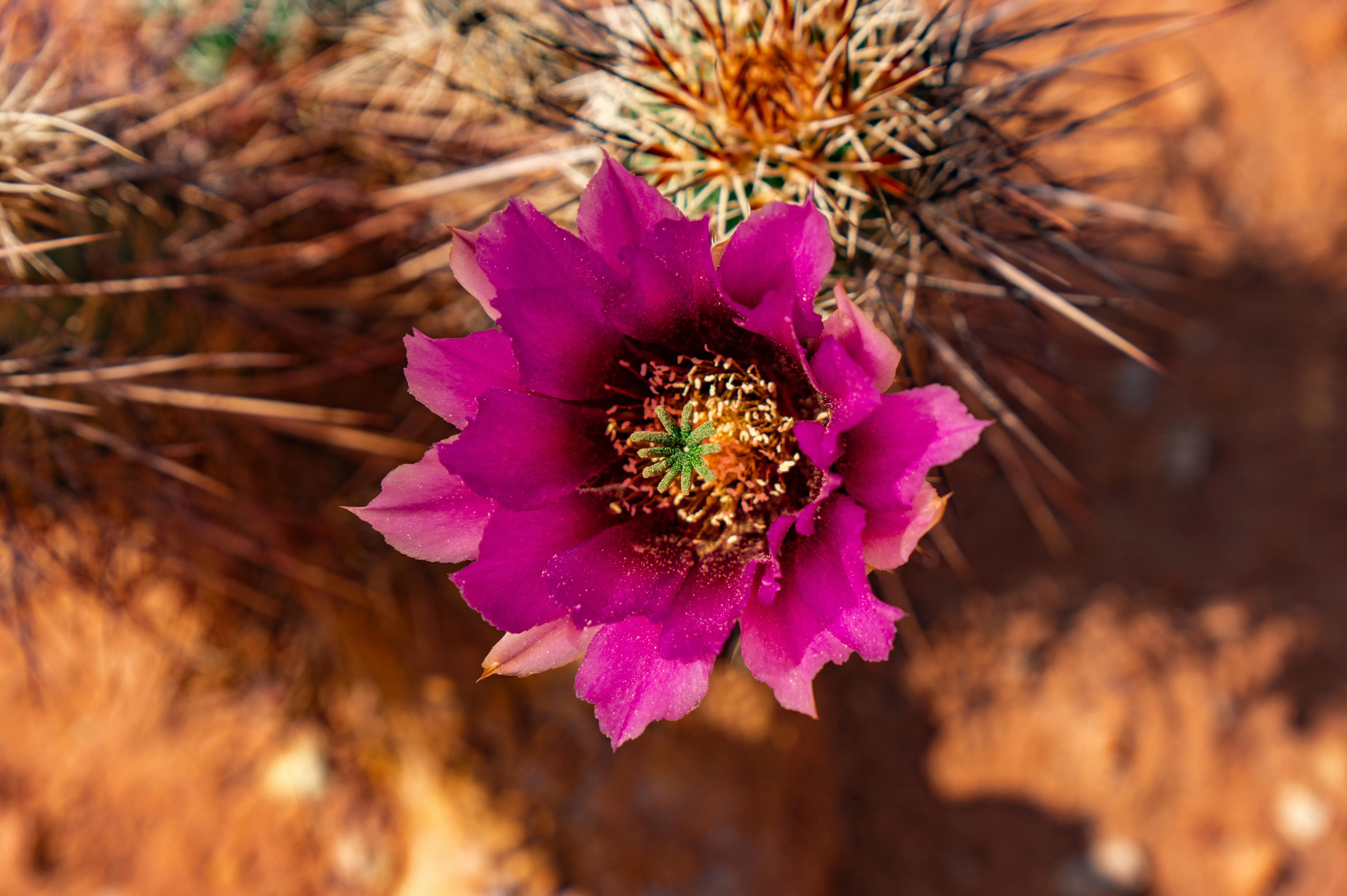 18 Examples of Plant Growth in Harsh Conditions