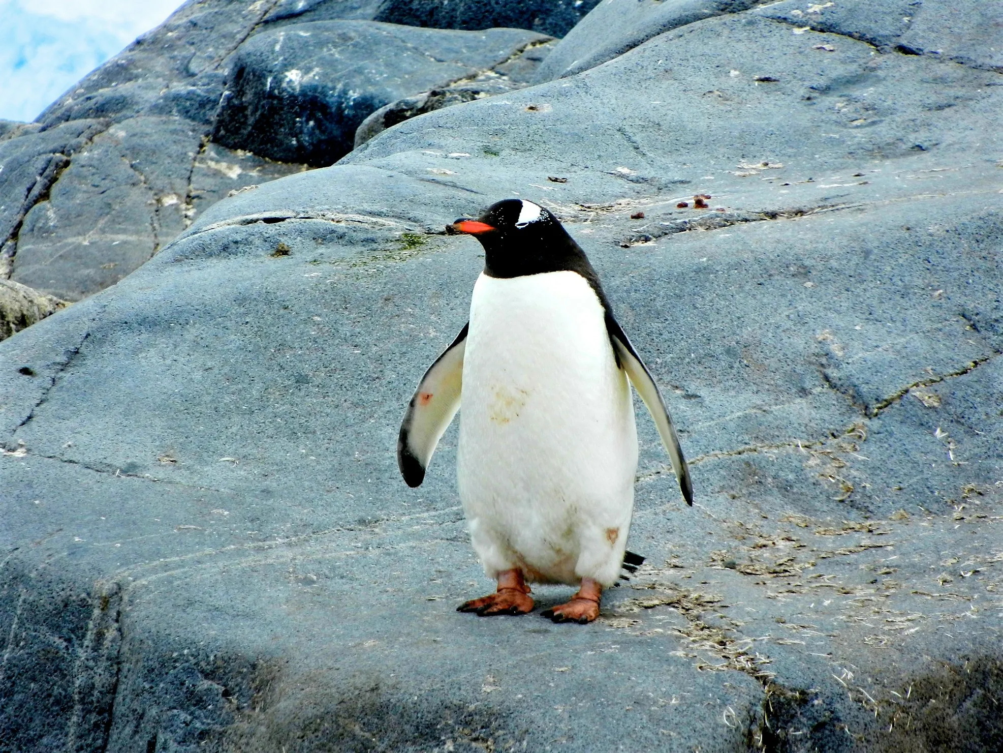 15 Adorable Penguin Facts That Will Make You Smile on World Penguin Day