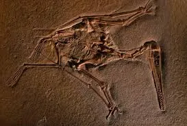 Image from National Geographic Education
