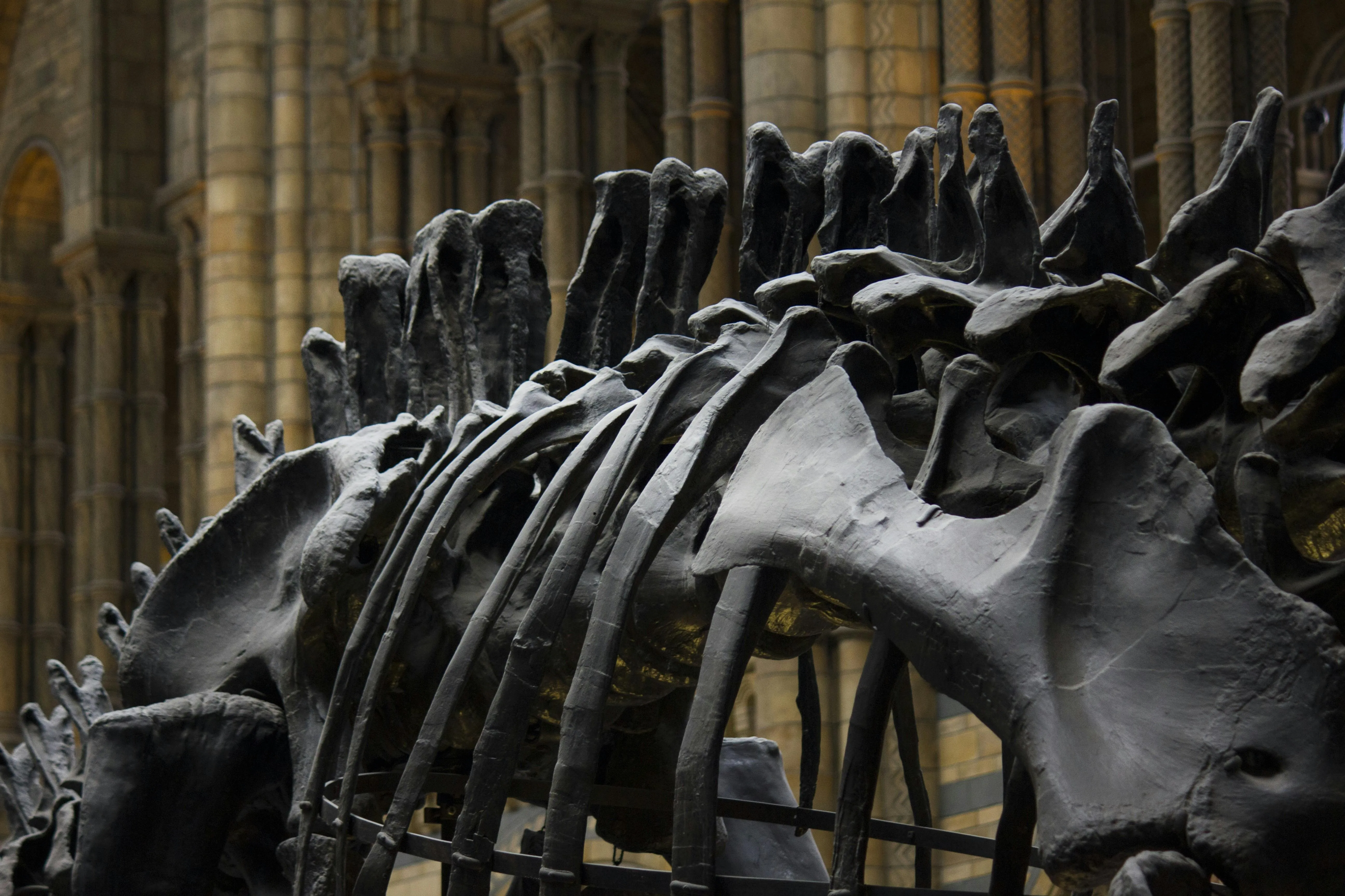 20 Ancient Bones Found Alongside Modern Technology