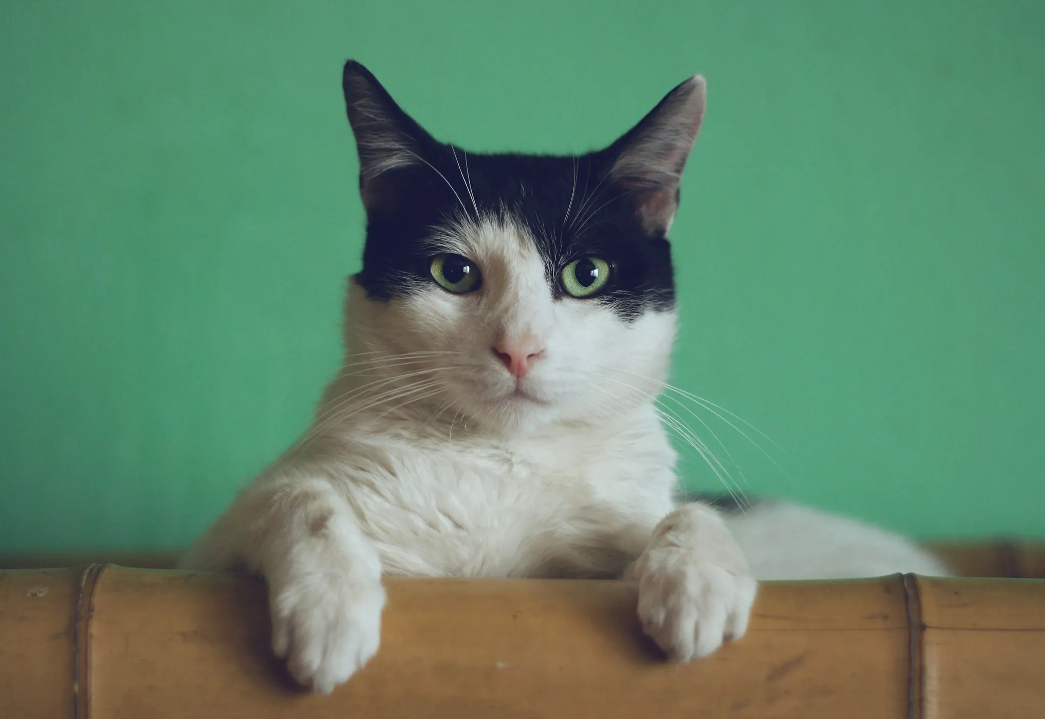  Manja Vitolic from Unsplash