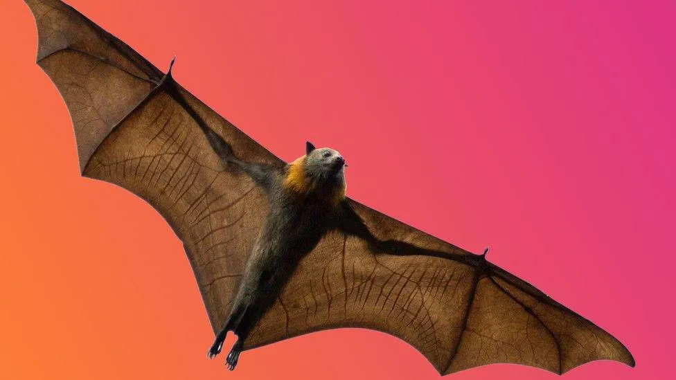 Image from BBC