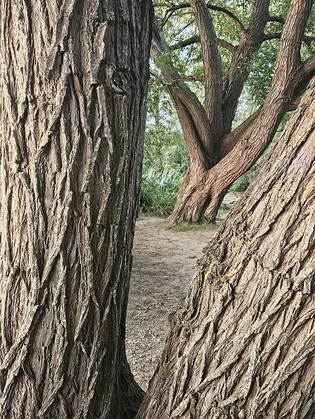 Scampz on Wikimedia Commons