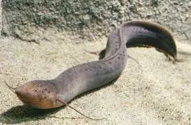 Image from Britannica