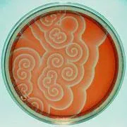 Image from Chemistry World