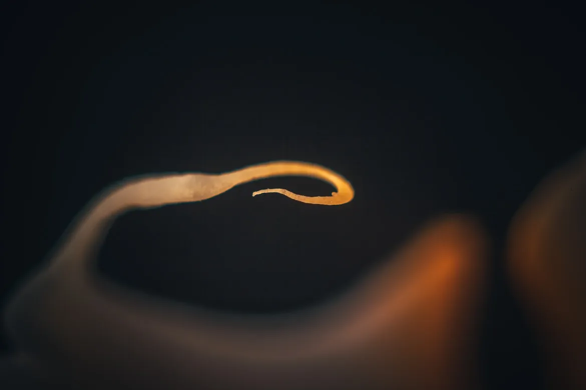  Raimond Klavins from Unsplash