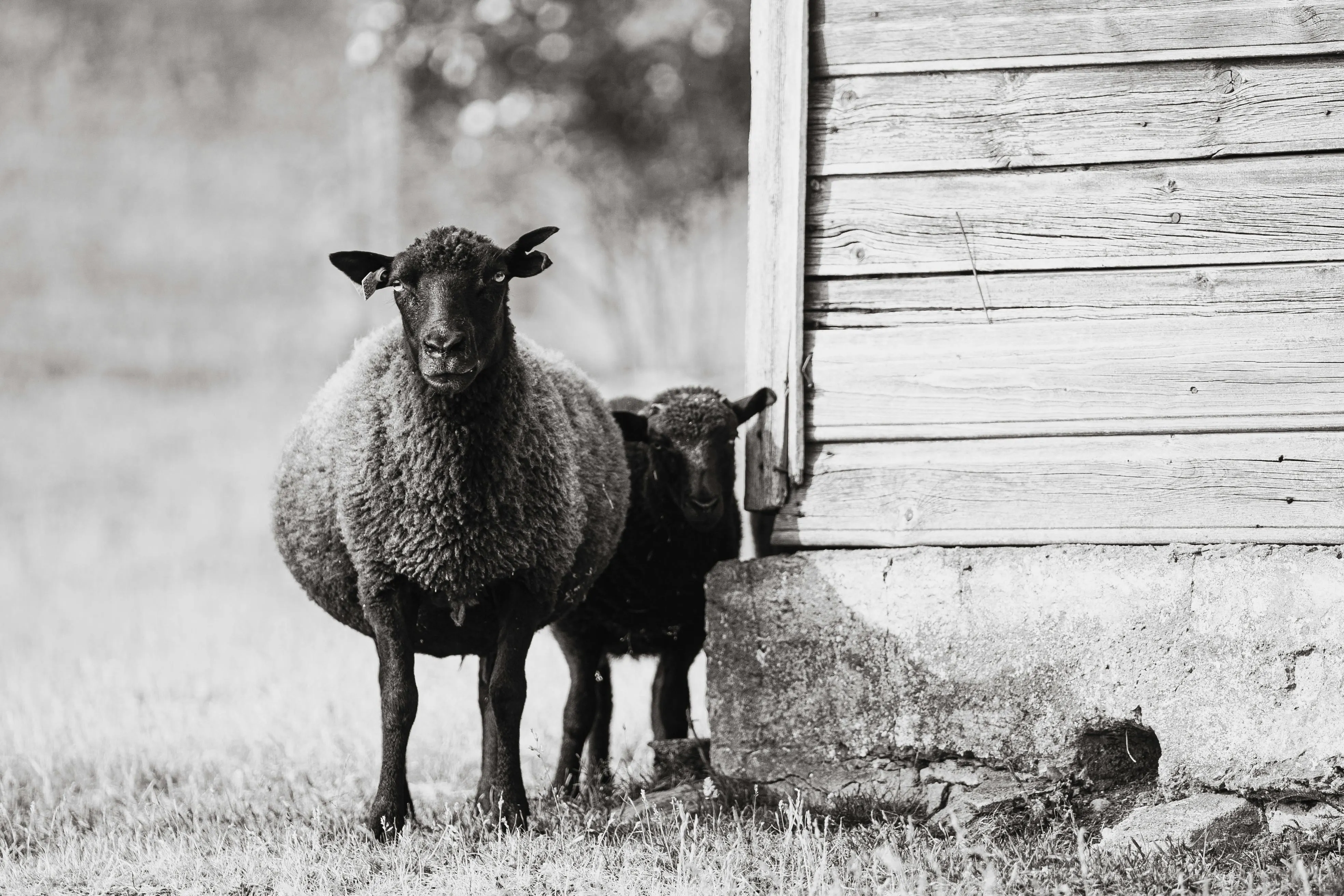 Alari Tammsalu on Pexels