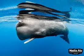 Image from Scuba Diver Life