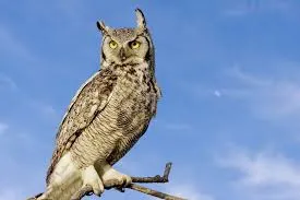 Image from National Geographic Kids