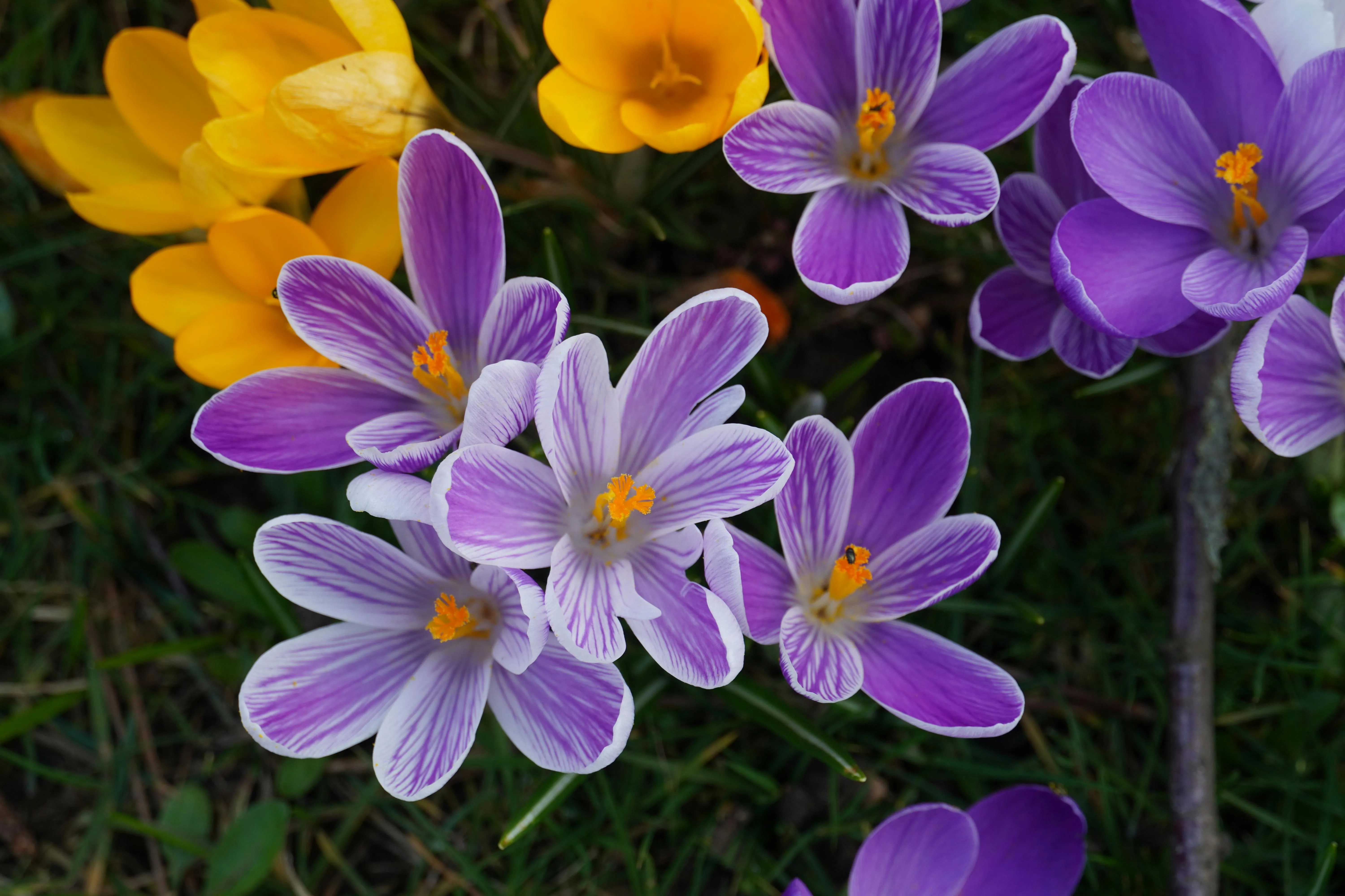 10 Simple Pleasures of Early Spring