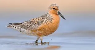 Image from All About Birds