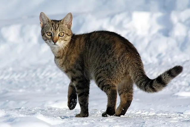 Von.grzanka on Wikimedia Commons