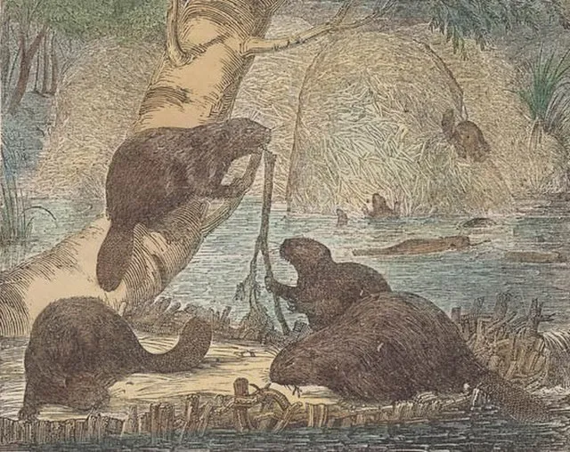 Unknown author on wikimedia