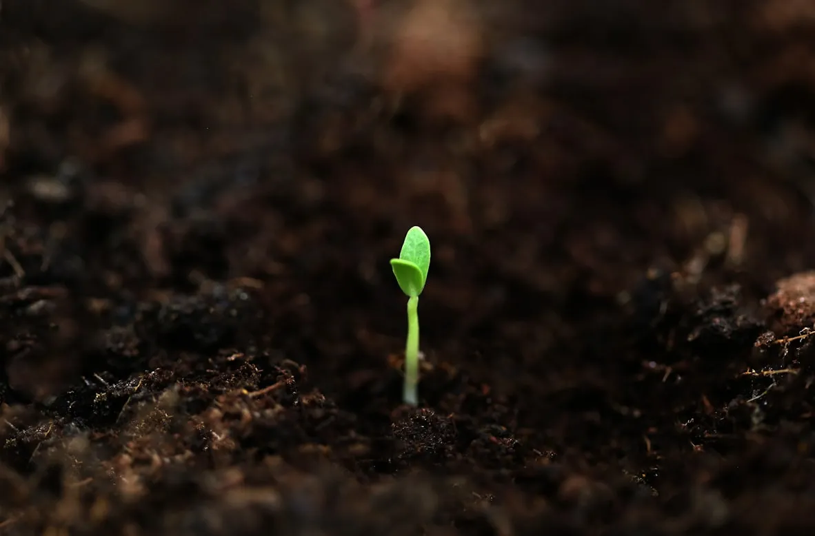 Fahim mohammed from Unsplash