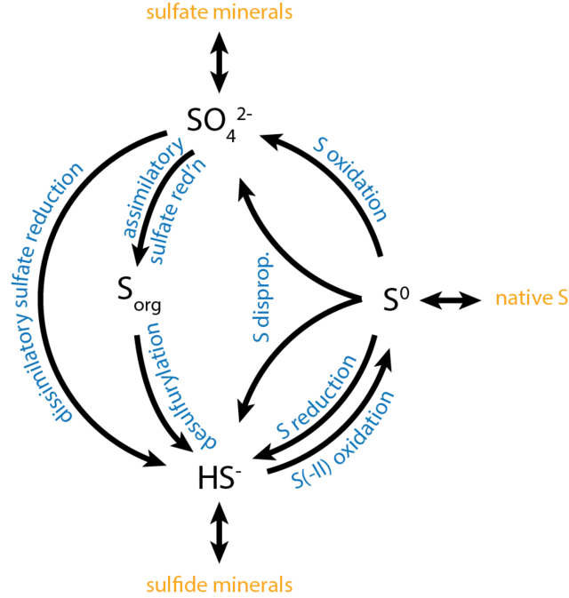 Microbialmatt on Wikimedia Commons