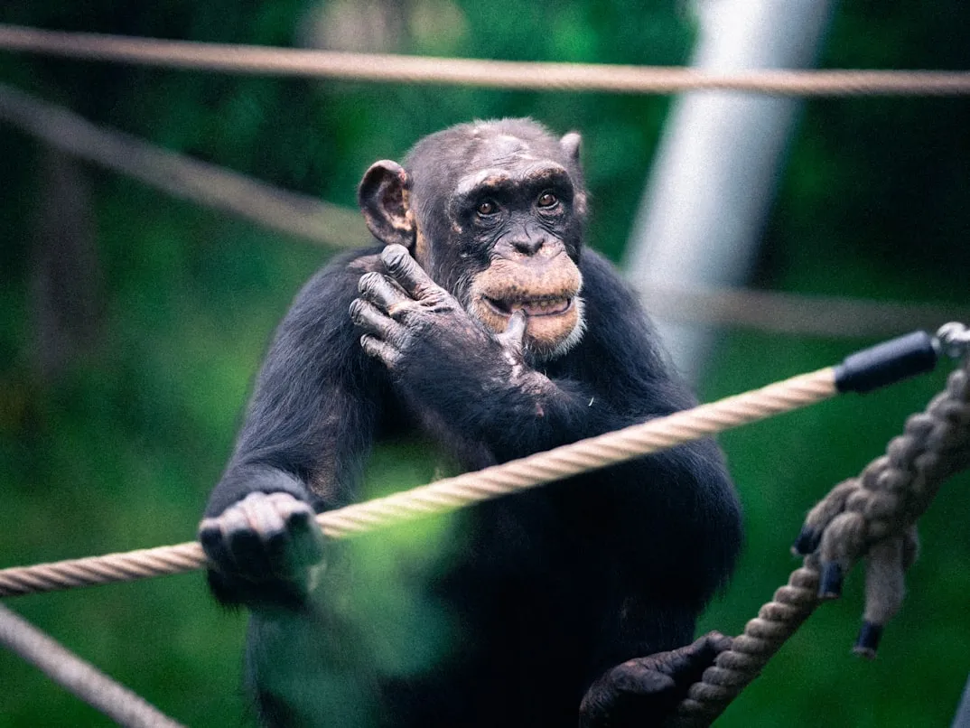 15 Animals Known for Behaviors Rarely Seen in Nature