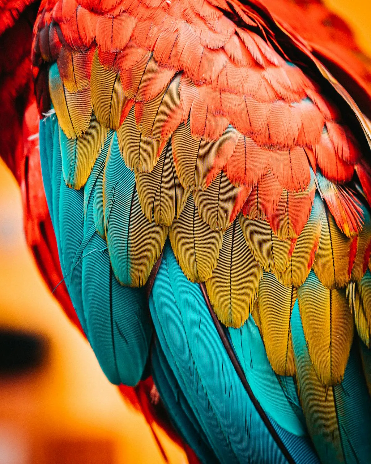 Jan Kopřiva on Pexels 
