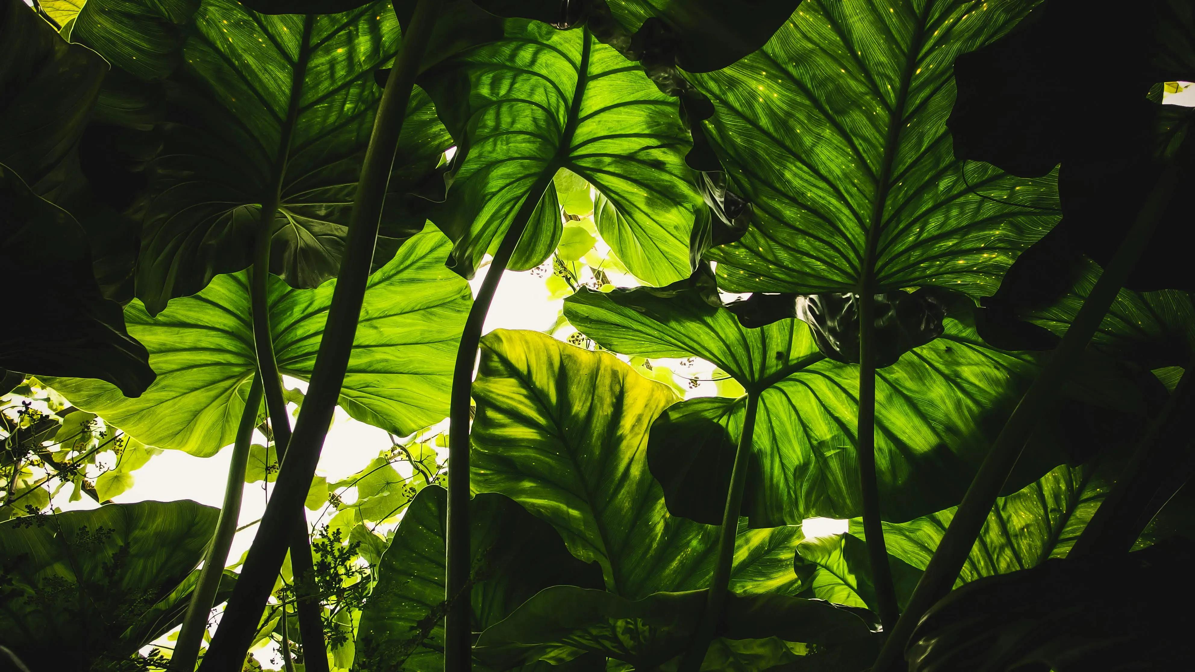 15 Cases Where Plants Grow in Unusual Environments