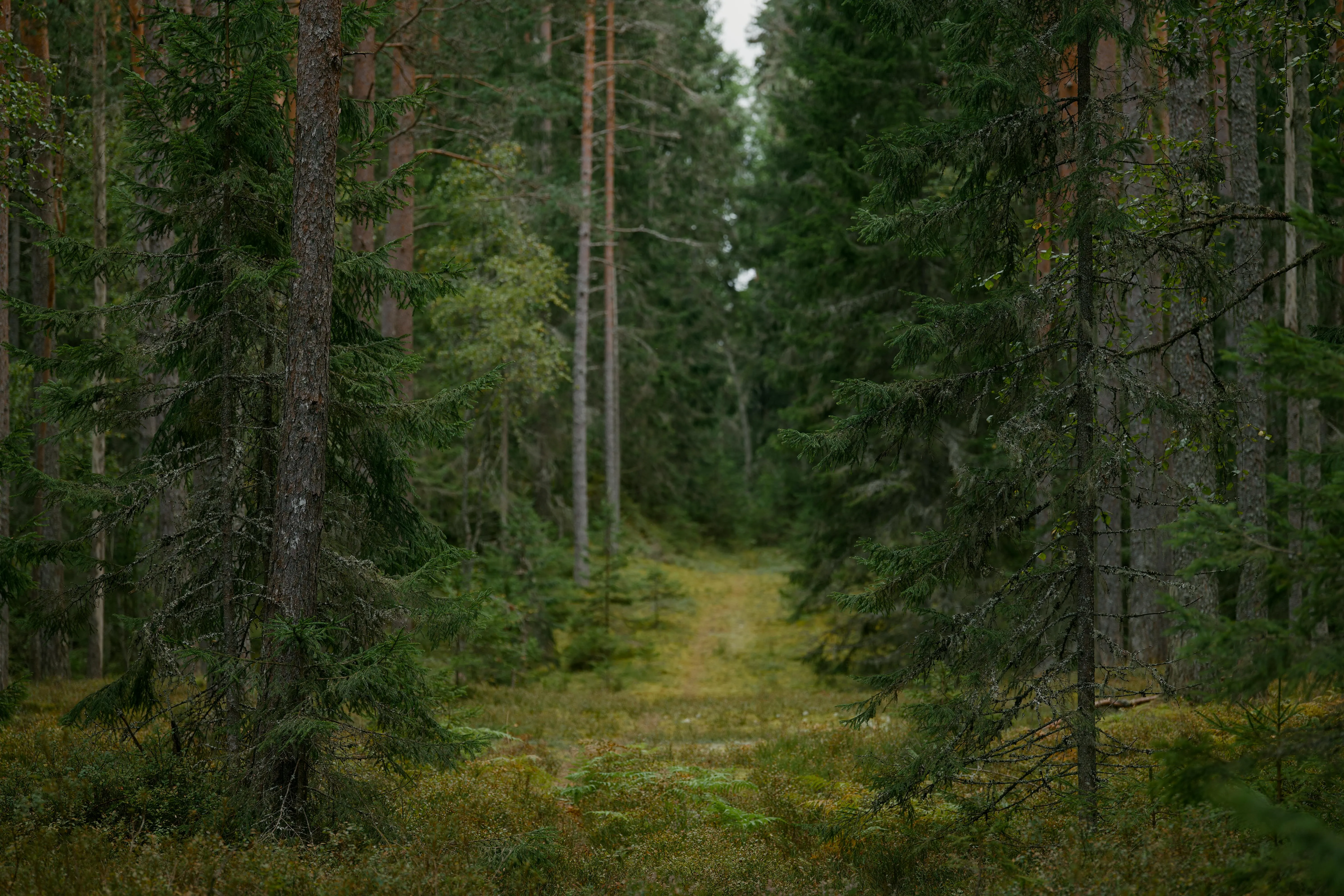 Lauri Poldre on Pexels