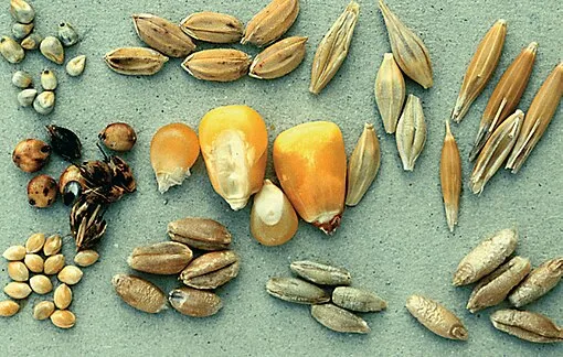 Image from Wikipedia