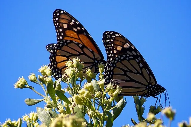 U.S. Fish and Wildlife Service Southeast Region on wikimedia