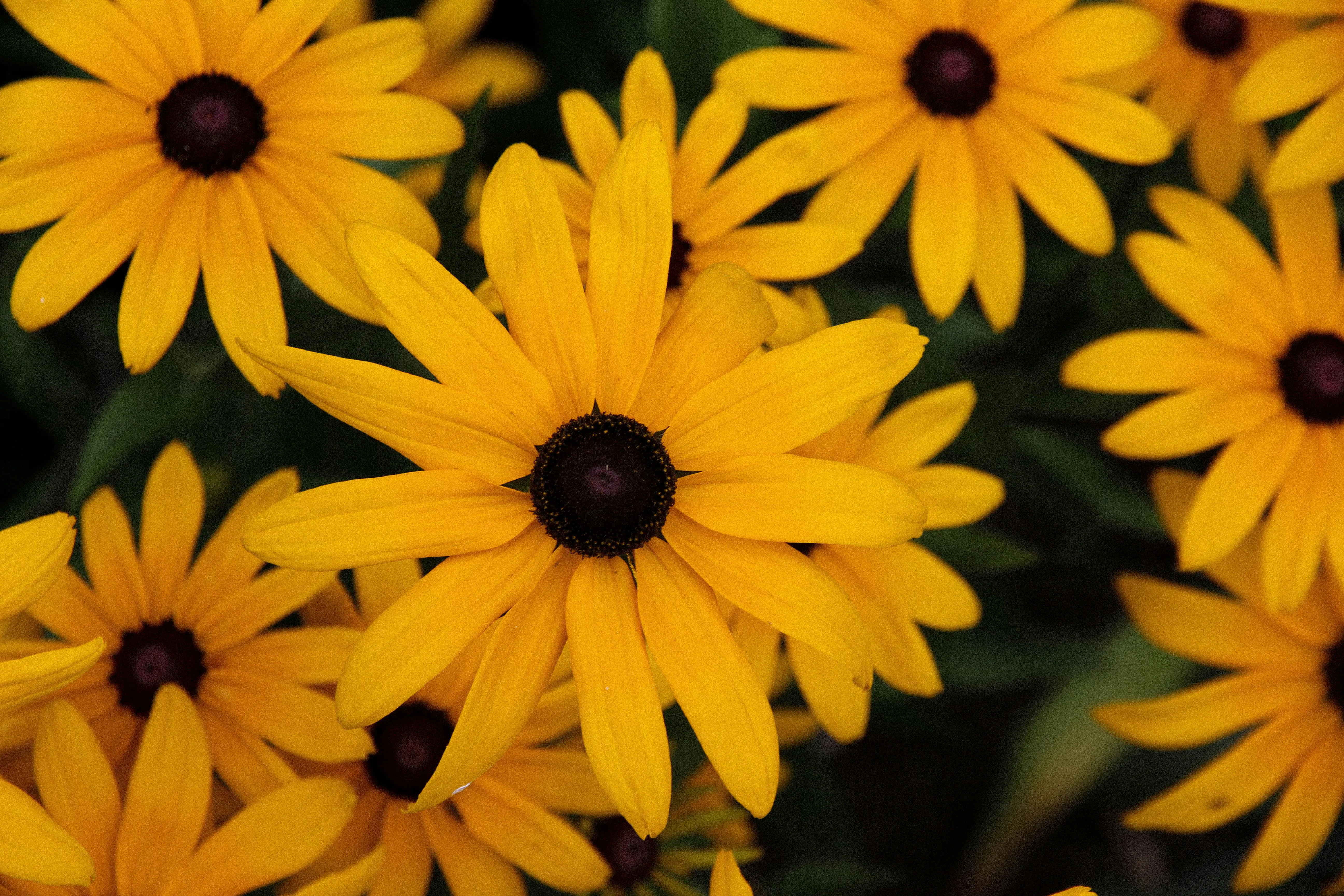 Reinis Bruzitis on Pexels